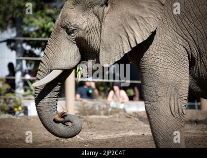 Seitenansicht eines Elefanten im San Diego Zoo in San Diego, Kalifornien. Stockfoto