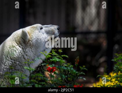 Ein Eisbär schnüffelt nach dem Aussteigen aus dem Pool in einem Zoo in Südkalifornien in die Luft. Stockfoto