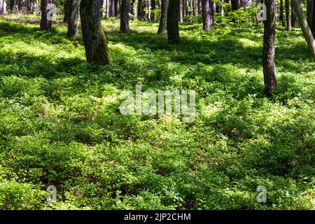 Europäische Heidelbeere (Vaccinium myrtillus) Sträucher auf Waldboden im Sommer, Sopron-Gebirge, Sopron, Ungarn Stockfoto