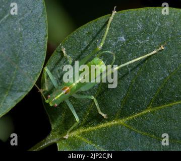 Männlicher südliche Eiche Bush Cricket Meconema meridionale Stockfoto