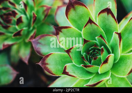 Gewöhnliche houseleek oder Sempervivum tectorum wächst im Hinterhof, eine Rosette bildende saftige immergrüne mehrjährige Pflanze Stockfoto