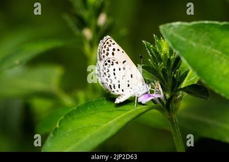 Schmetterling saugt den Nektar aus der Blume Stockfoto