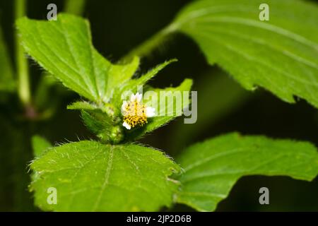 Blümchen (Galinsoga Ciliata) auf unscharfen Hintergrund Stockfoto