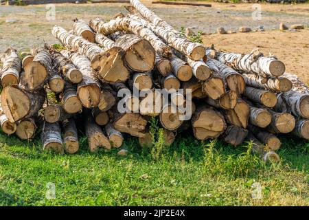 Die Birkenstämme liegen auf dem Gras im Dorf. Stockfoto