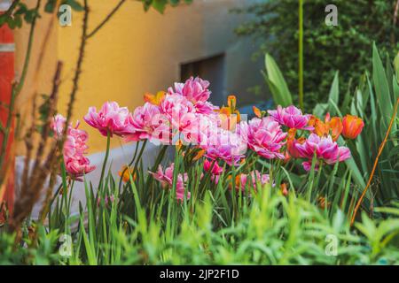 Eine Nahaufnahme von wunderschönen rosa Pfingstrosen und orangefarbenen Tulpen in einem Garten Stockfoto