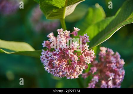 Nahaufnahme von Asclepien-Blüten auf einem verschwommenen Hintergrund aus grünem Laub. Stockfoto