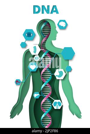 Menschlicher Körper und dna-Papier Schnitt Vektor Stock Vektor