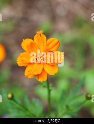 Eine vertikale Nahaufnahme einer blühenden orangen Schwefelkosmos-Blume Stockfoto