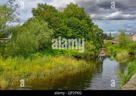 PERTH CITY SCHOTTLAND IM SOMMER BLÜHEN AUF DER INSEL IM FLUSS TAY WILDE BLUMEN Stockfoto