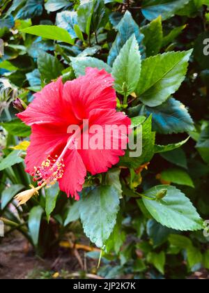 Eine Nahaufnahme einer Chinarose im Garten bei Tageslicht Stockfoto