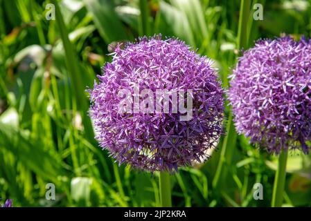 allium, Allium Blume, Allium, Allium Blumen Stockfoto