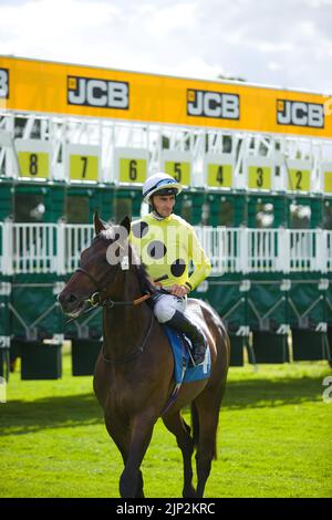 Jockey Daniel Tudhope am Eagle Day. Stockfoto