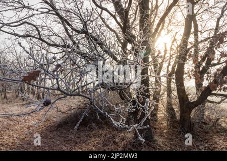 Winterlandschaft mit Eis auf den Bäumen und Sonnenlicht, das durch die Äste strömt. spanien. Stockfoto