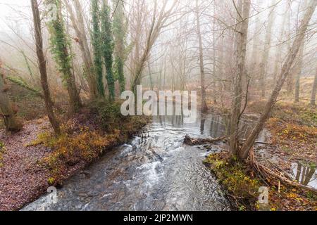 Winterlandschaft im Wald mit Fluss, Bäumen ohne Blätter und intensivem Nebel in der Umgebung. Duraton, Sepulveda, Segovia. Europa. Stockfoto