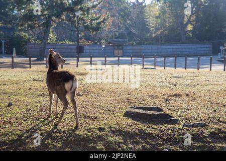 Wild Deer im Nara Park beliebter Reiseort in der japanischen Kansai-Region. Stockfoto