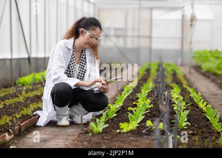 Wissenschaftler Frau Forscher Mitarbeiter sammeln Studie Pflanzeninformationen in der Landwirtschaft Bauernhof. Agrarwissenschaftliches Konzept. Stockfoto