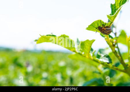 Der Kartoffelkäfer von Colorado Stockfoto