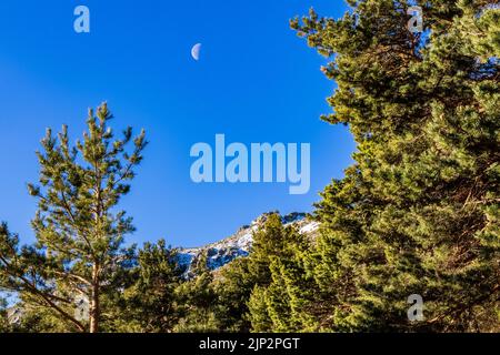 Blauer Himmel mit Halbmond am Tag und grünen Bäumen. La Morcuera, Madrid. Stockfoto