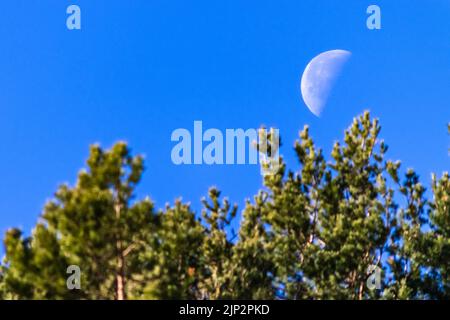 Blauer Himmel mit Halbmond am Tag und grünen Bäumen. La Morcuera, Madrid. Europa. Stockfoto