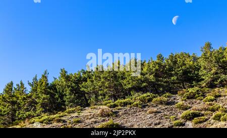 Blauer Himmel mit Halbmond am Tag und grünen Bäumen. La Morcuera, Madrid. Europa. Stockfoto