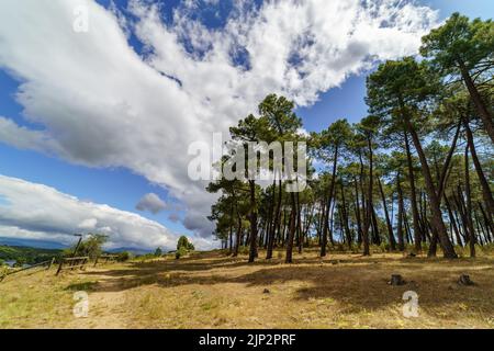 Hohe Pinien im Feld, mediterraner Wald mit Pfad, weißen Wolken und blauem Himmel. Spanien. Stockfoto