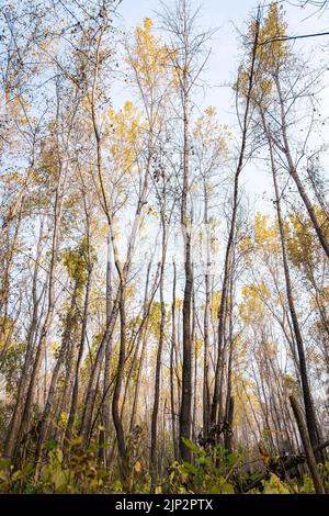 Blick auf Bäume im Herbst. Stockfoto