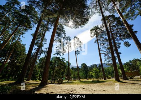 Picknickpark mit Bänken, Sitzplätzen und hohen Pinien. Navacerrada, Madrid, Spanien, Stockfoto