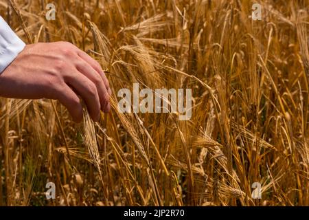 Ein Mann mit dem Rücken zum Betrachter in einem Weizenfeld, das von der Hand berührt wird Stockfoto