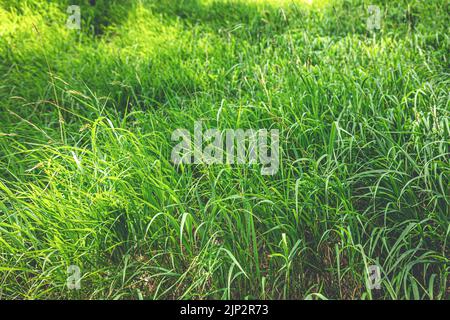 Ein Teil des Feldes, auf dem grünes Gras wächst, grünes Gras wächst auf dem Feld. Stockfoto