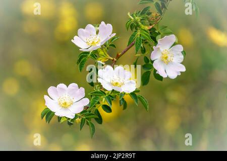 Weiße Blume auf unfokussiertem grünen Hintergrund mit Kopierfläche. Wildblume. Stockfoto