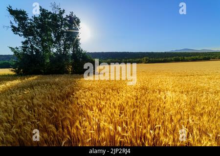 Landscape of field planted with cereals with shade of trees and sun rays. Stockfoto