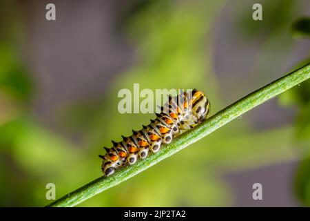 Exotische bunte Schmetterling Raupe, Old World Schwalbenschwanz, Papilio machaon essen. Gelbe, schwarze, orange Larven. Makrofotografie, Nahaufnahme Stockfoto