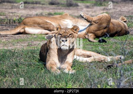 Weibliche Löwen, die sich in einem Safaripark in Israel ausruhen Stockfoto