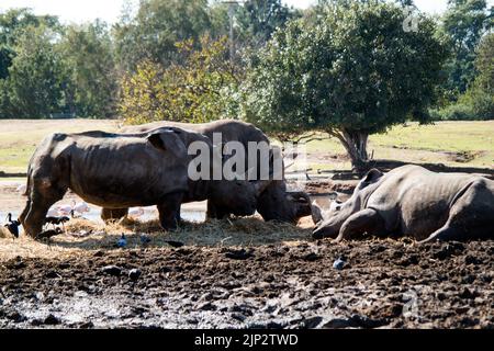 Nashorntiere genießen sich in einem Safaripark in Israel Stockfoto