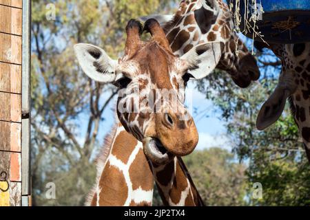 Eine Giraffe im Safaripark Ramat Gat in Israel Stockfoto