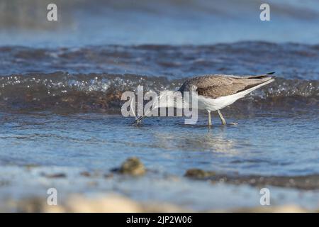 Gewöhnlicher Grünschenkelwurm, der im Wasser jagt, Küste von Bahrain Stockfoto