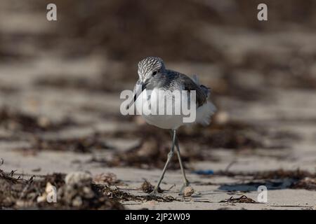 Nahaufnahme von gemeinem Grünschenkel zu Fuß am Strand, Küste von bahrain Stockfoto