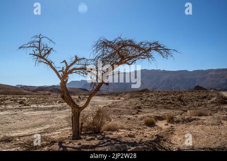 Ein Akazienbaum in der Negev-Wüste, Süd-Israel Stockfoto