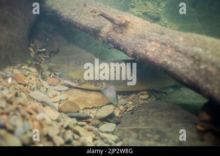 Ein Lachs (Salmo Salar) flüchtet während der Hitzewelle am 13.. August 2002 unter holzigen Trümmern in einen tiefen Pool im Fluss Cothi. Wales, Großbritannien. Stockfoto