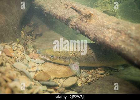 Ein Lachs (Salmo Salar) flüchtet während der Hitzewelle am 13.. August 2002 unter holzigen Trümmern in einen tiefen Pool im Fluss Cothi. Wales, Großbritannien. Stockfoto