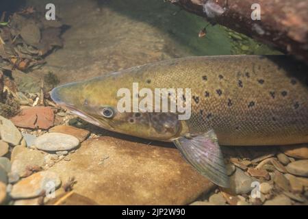 Ein Lachs (Salmo Salar) flüchtet während der Hitzewelle am 13.. August 2002 unter holzigen Trümmern in einen tiefen Pool im Fluss Cothi. Wales, Großbritannien. Stockfoto