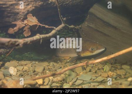 Ein frisch geführter Lachs (Salmo salar) mit Seeläusen versteckt sich während der Hitzewelle im Sommer 2022 in einem tiefen Becken im Cothi Stockfoto