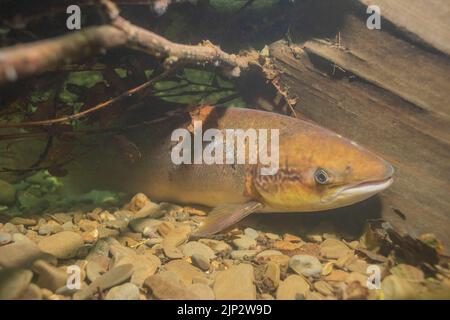 Ein frisch geführter Lachs (Salmo salar) mit Seeläusen versteckt sich während der Hitzewelle im Sommer 2022 in einem tiefen Becken im Cothi Stockfoto