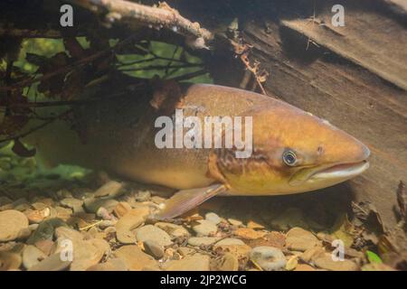 Ein frisch geführter Lachs (Salmo salar) mit Seeläusen versteckt sich während der Hitzewelle im Sommer 2022 in einem tiefen Becken im Cothi Stockfoto