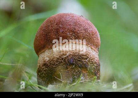 Eine Makroaufnahme eines jungen Rotkappenpilzes (Leccinum aurantiacum) Stockfoto
