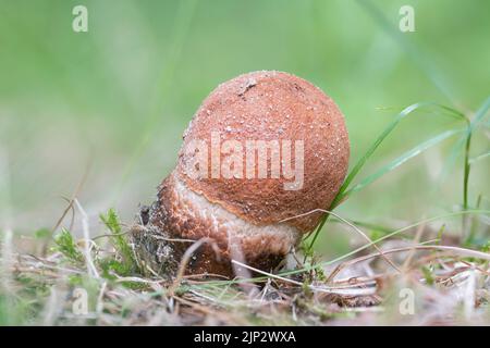 Eine Makroaufnahme eines jungen Rotkappenpilzes (Leccinum aurantiacum) Stockfoto