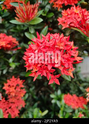 Eine Nahaufnahme der chinesischen ixora (Ixora chinensis) blüht in einem Garten Stockfoto