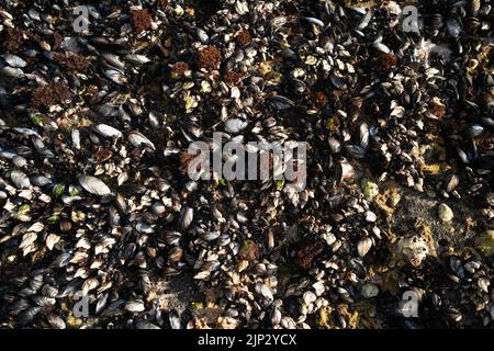 Muscheln auf einem Felsen. Wilde Muscheln auf den Felsen der Küste in Portugal Stockfoto