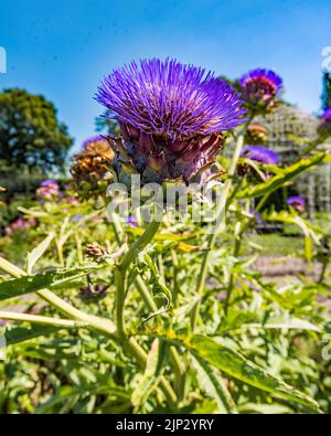 Die Gärten von Arley Hall und Gardens Northwich, Heshire. Arley Hall ist ein herrschaftliches Haus mit schönen Gärten und prächtigen, doppelt krautigen Grenzen. Stockfoto