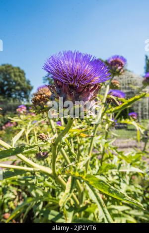 Die Gärten von Arley Hall und Gardens Northwich, Heshire. Arley Hall ist ein herrschaftliches Haus mit schönen Gärten und prächtigen, doppelt krautigen Grenzen. Stockfoto